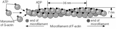 Microfilament assembly and polarity