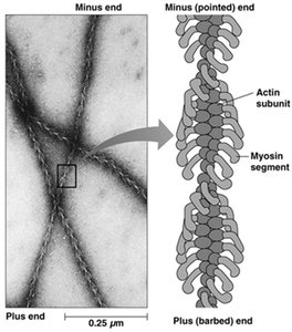 Myosin S1 binding to actin filaments reveals polarity