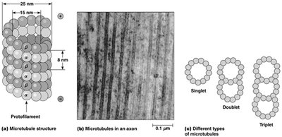 Microtubule structure and types