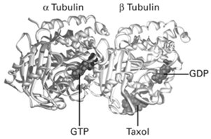 Tubulin heterodimer with GTP and GDP binding sites