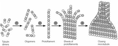 Steps of microtubule assembly: nucleation, protofilament formation, sheet formation, and tube closure