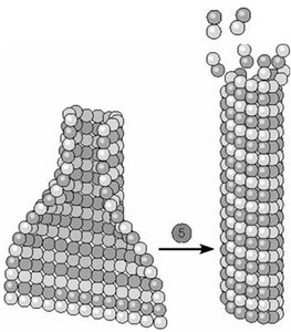 Microtubule elongation and subunit addition/removal