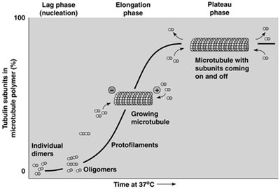 Kinetics of microtubule assembly: lag, elongation, and plateau phases