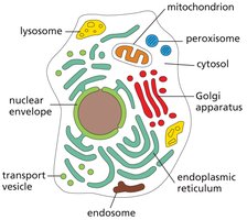 Eukaryotic cell compartments