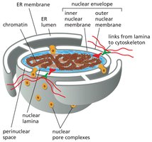Nuclear envelope and pore complexes