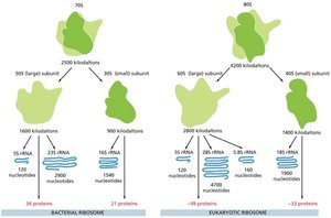 Comparison of bacterial and eukaryotic ribosomes