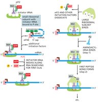Translation initiation steps