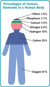 Percentages of various elements in the human body