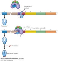 Negative control of the lac operon