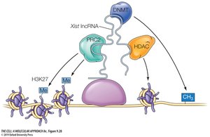 Xist lncRNA and chromatin modification