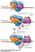 Regulation of transcriptional elongation