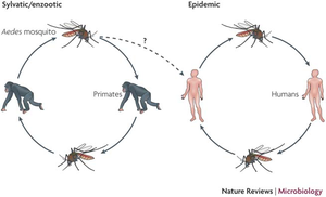 Transmission of Dengue Virus between primates and humans via Aedes mosquitoes
