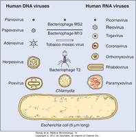 Comparison of human DNA and RNA viruses by size and morphology