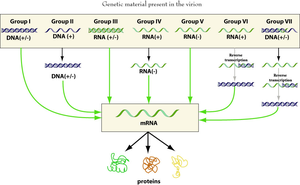 Baltimore classification of viruses by genome type and mRNA synthesis pathway