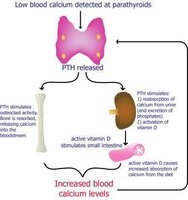 PTH and vitamin D3 regulation diagram