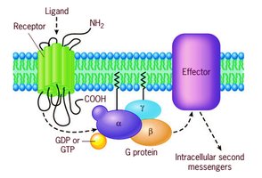 Types of cell surface receptors