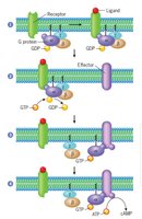 GPCR activation mechanism