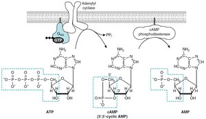 GPCR activation steps