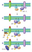GPCR signal termination