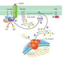 Phospholipase C pathway and Ca2+ release