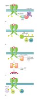 RTK docking and adaptor proteins