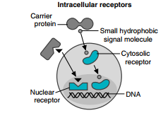 Intracellular receptor mechanism