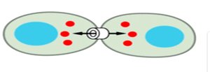 Gap junctions diagram