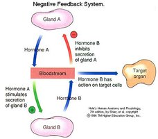 Hormonal control diagram