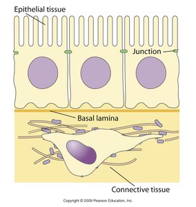 Diagram of epithelial tissue, junctions, basal lamina, and connective tissue