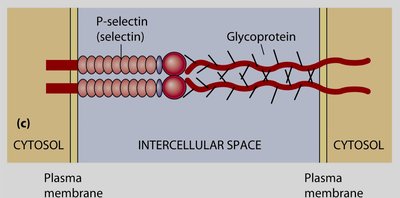 P-selectin structure and interaction