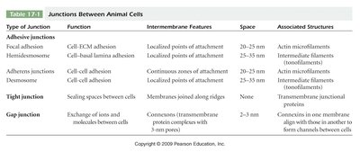 Table of junctions between animal cells