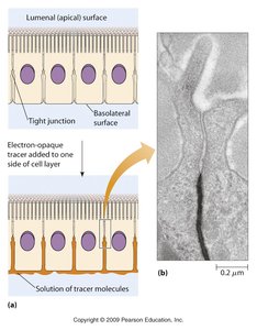 Claudins and pericellular transport pathway