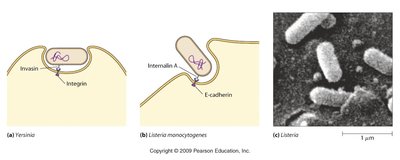 Yersinia and Listeria interaction with cell adhesion proteins