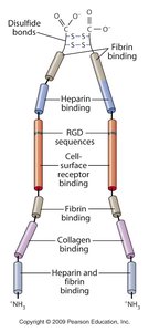 Fibronectin structure and function