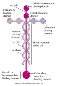 Laminin structure and domains