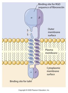 Integrin structure and binding sites