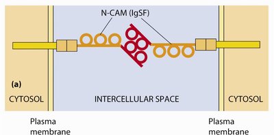 NCAM structure and interaction