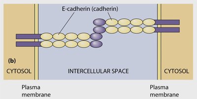 E-cadherin structure and interaction
