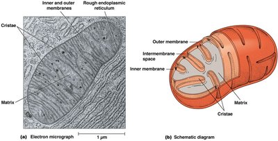 Mitochondrial structure and cristae