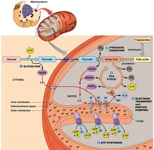 Pyruvate to Acetyl CoA reaction