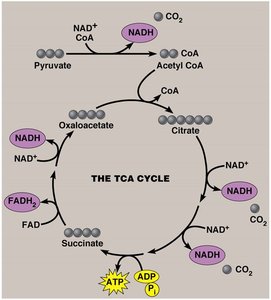 TCA cycle diagram