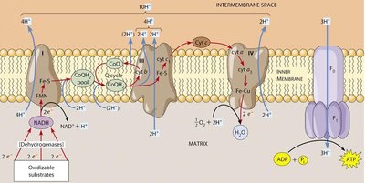 Chemiosmotic coupling model