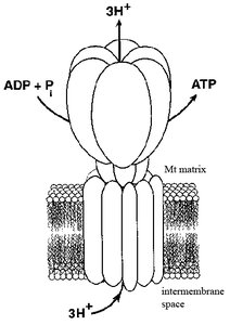 ATP synthase structure