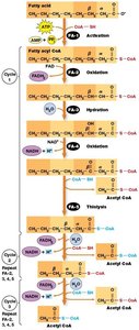 Fatty acid β-oxidation and entry into the citric acid cycle