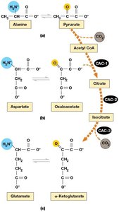 Glyoxylate cycle and anabolic pathways from citric acid cycle intermediates