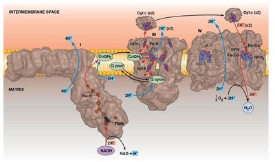 Electron transport chain and proton pumping across the inner mitochondrial membrane