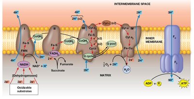 Structure and function of ATP synthase (FoF1 complex)