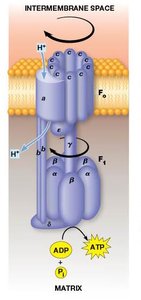 Summary of ATP yield from aerobic respiration