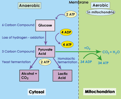 Comparison of anaerobic and aerobic respiration pathways