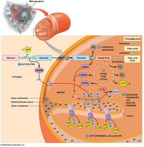 Overview of glycolysis, pyruvate oxidation, and entry into mitochondria